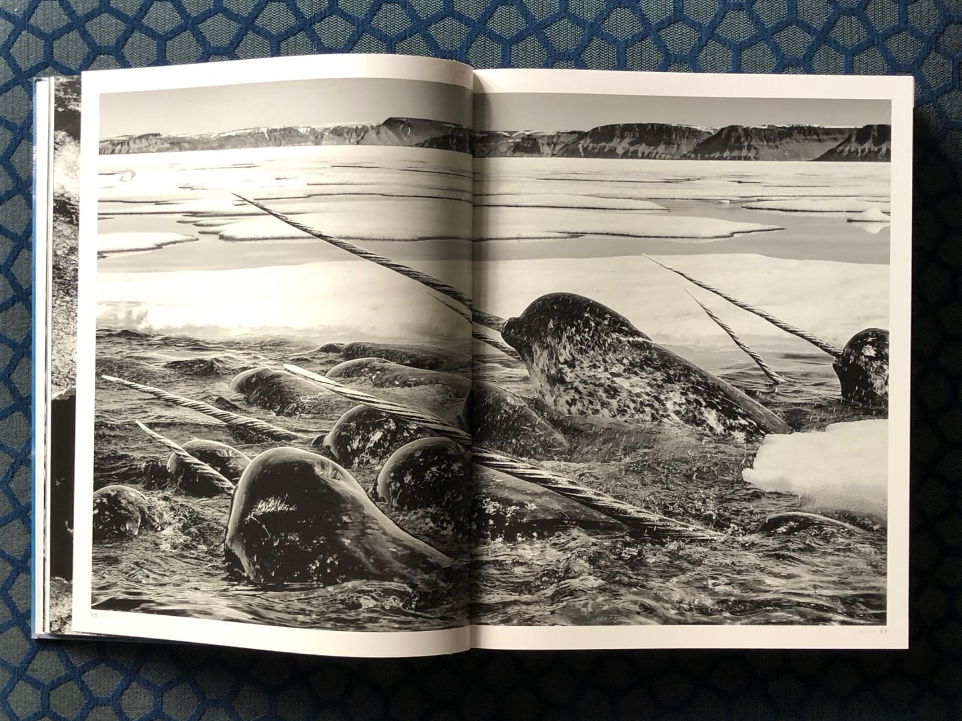A page from 'Born to Ice' book showing Narwhals.