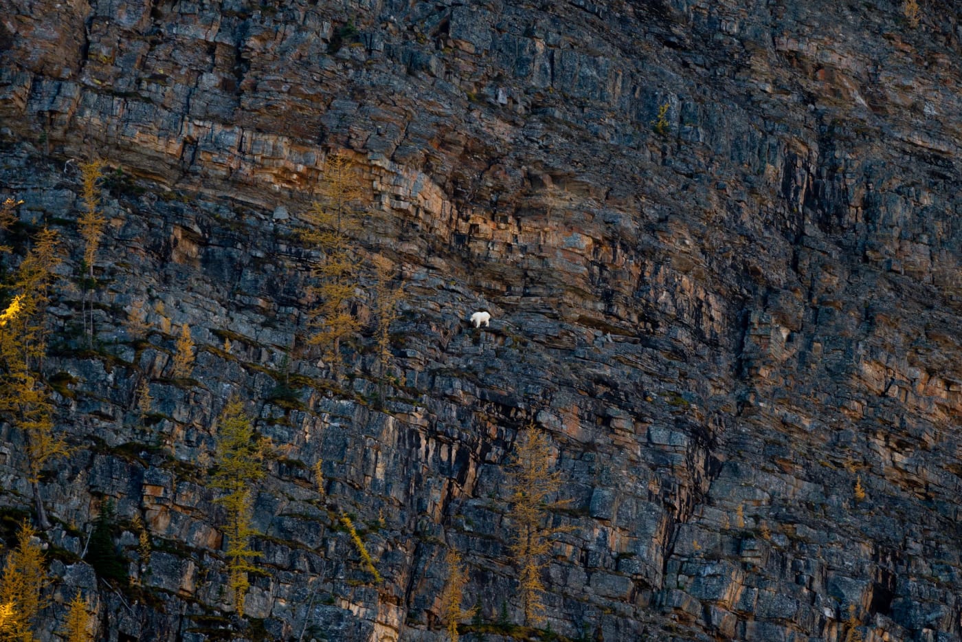 A mountain goat scaling a cliff face near Lake Agnes, Banff National Park.