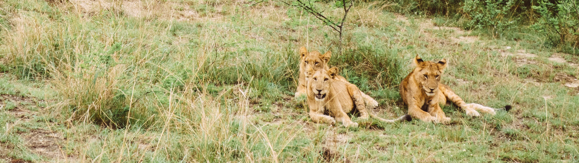 Lions