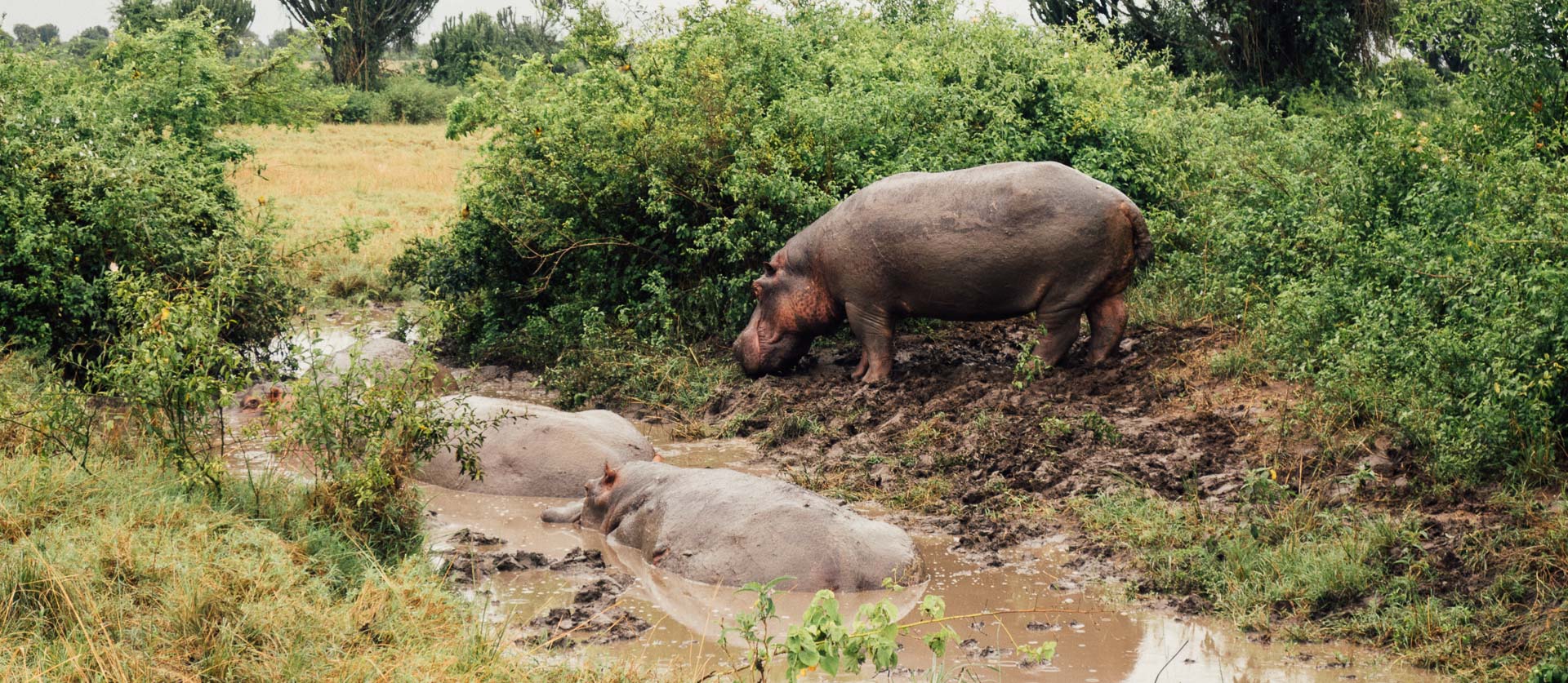 Hippo