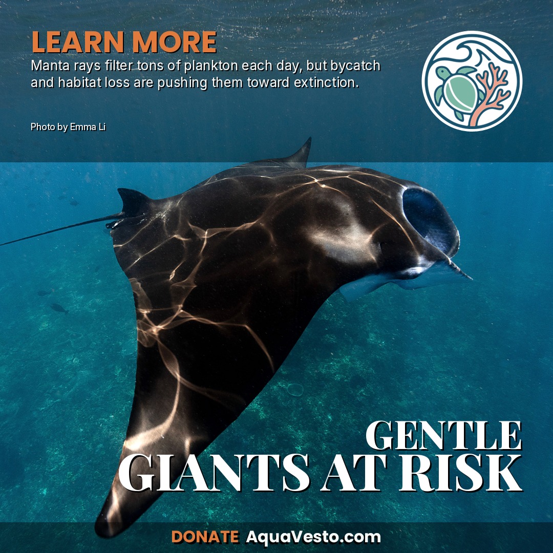 GENTLE GIANTS AT RISK