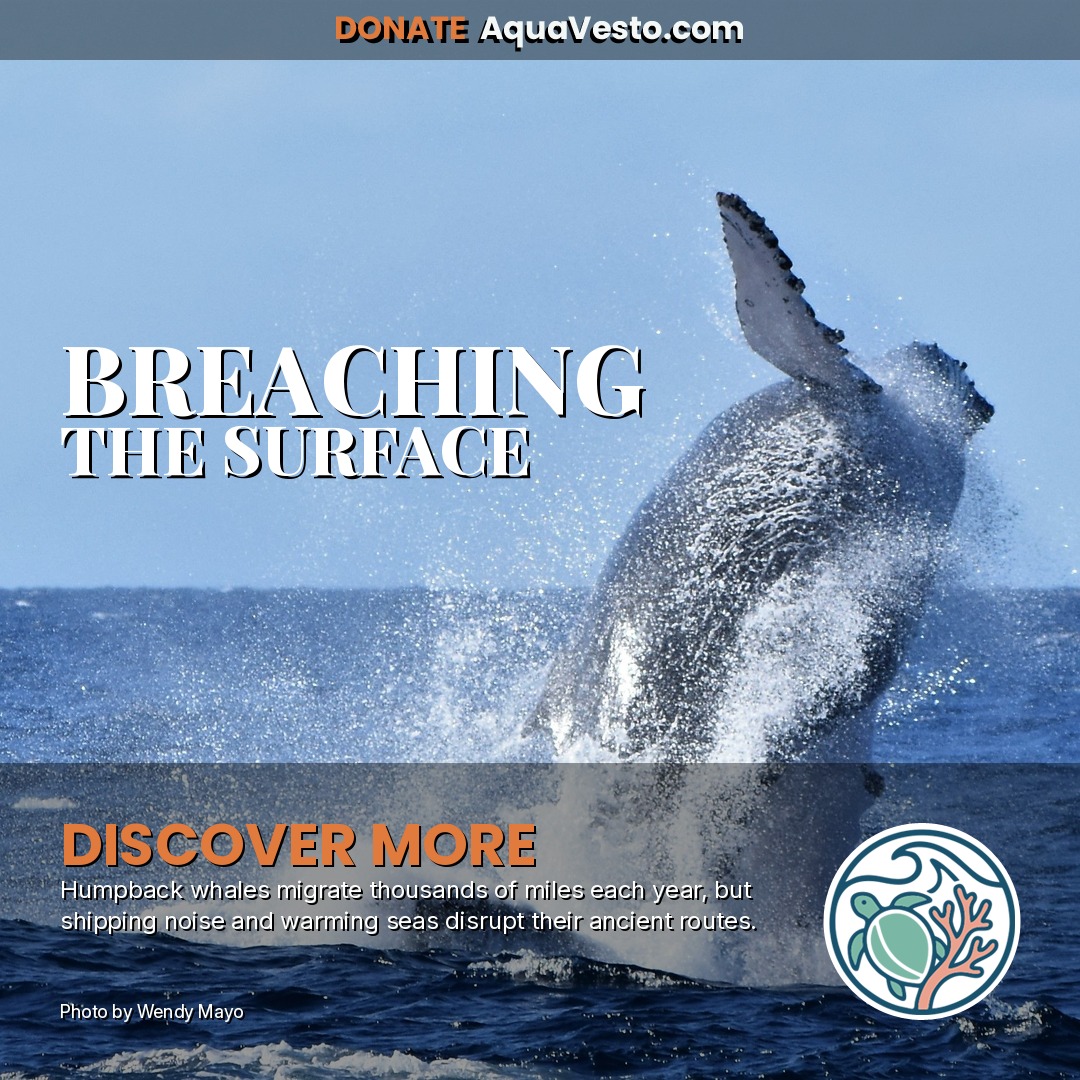 BREACHING THE SURFACE