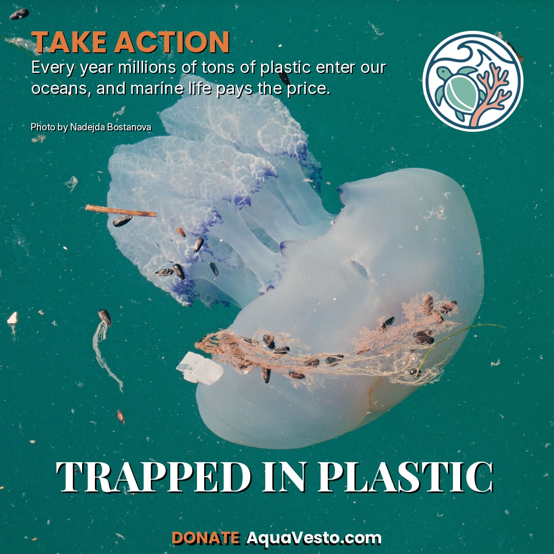 TRAPPED IN PLASTIC