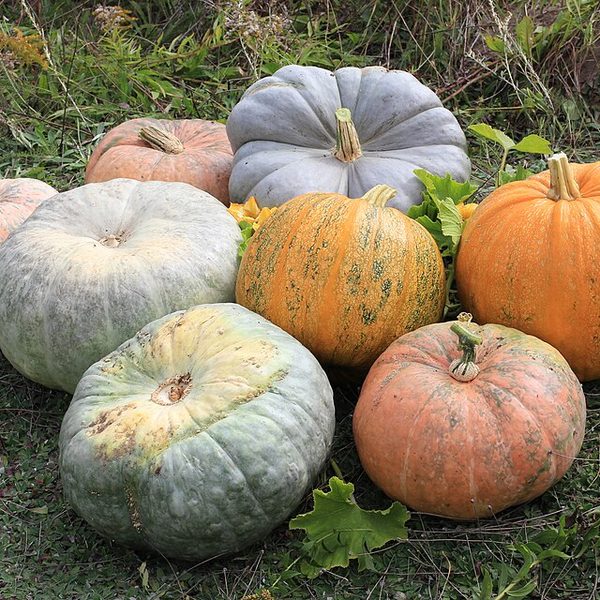 Red Pumpkin