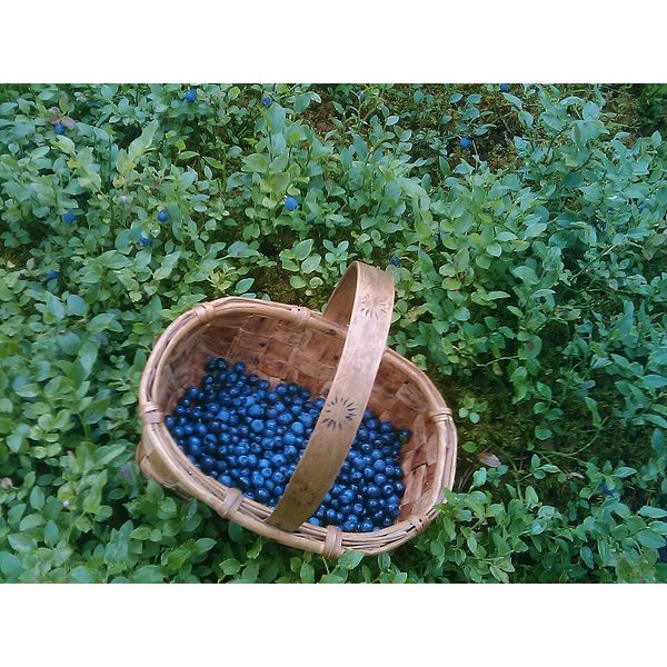 Blueberry