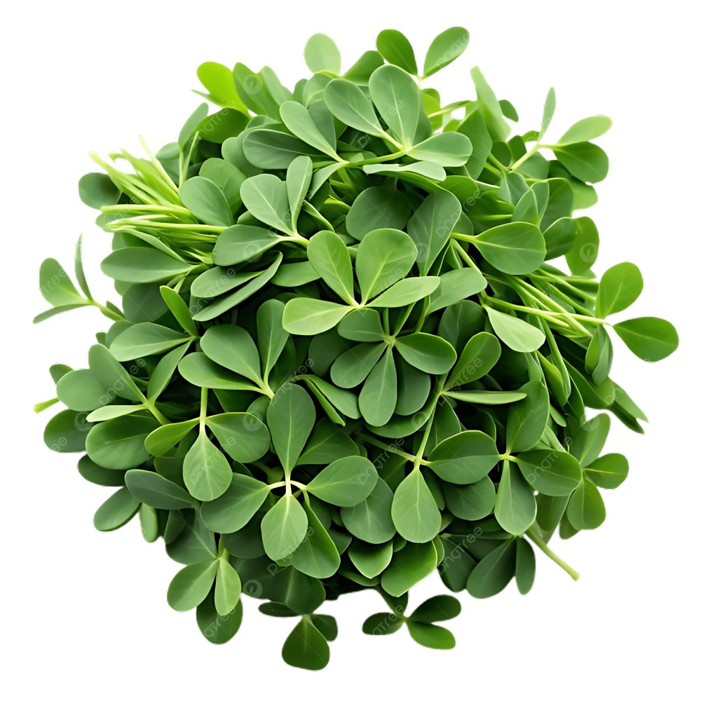 Fenugreek Leaves