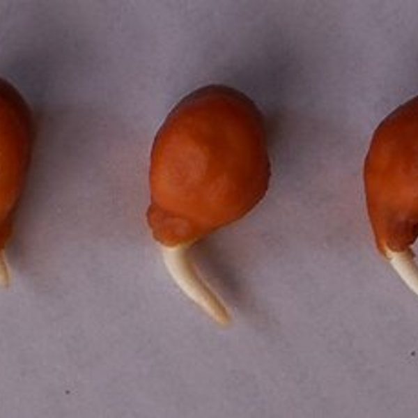 Chickpea Sprouts