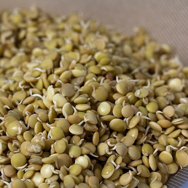 Masoor Sprouts
