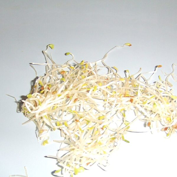 Alfalfa Sprouts