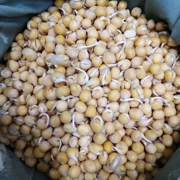 Green Pea Sprouts