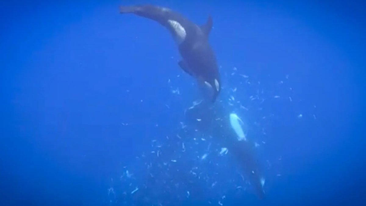 Orcas smash giant sunfish into pieces - orcas smash sunfish
