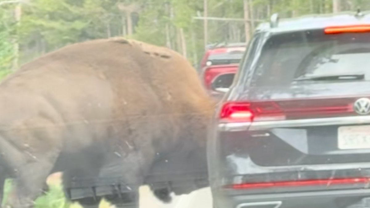Yellowstone Bison Charges Driver Who Attempted to Pass - yellowstone bison attack