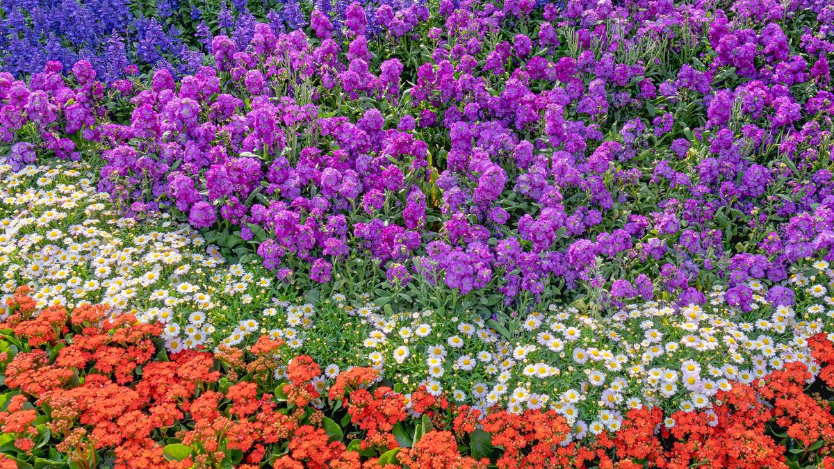 Photographer Publishes New Floral Collection Book Photographer Publishes New Floral Collection Book - floral photography