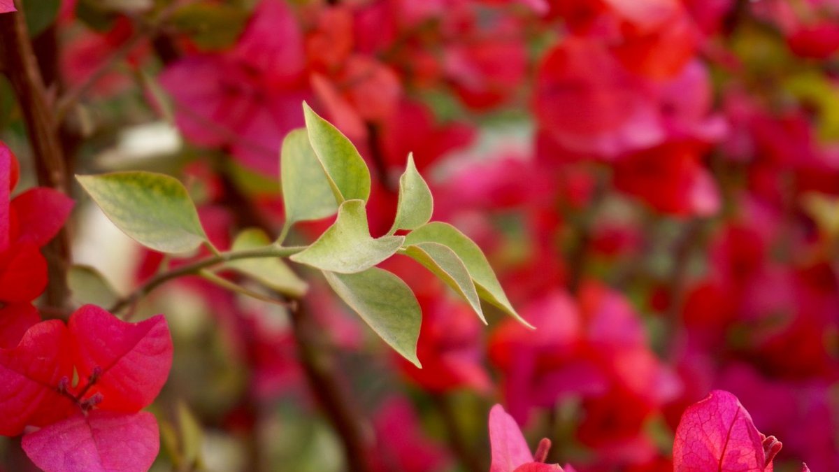 Johannesburg garden blooms all year round - garden blooms