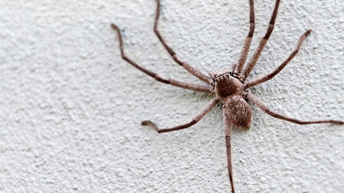 Spider Bite Treatment at Home Recommended - spider bite