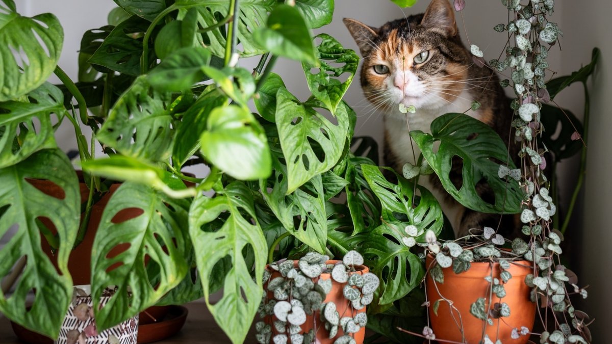 Pet friendly plants for the home