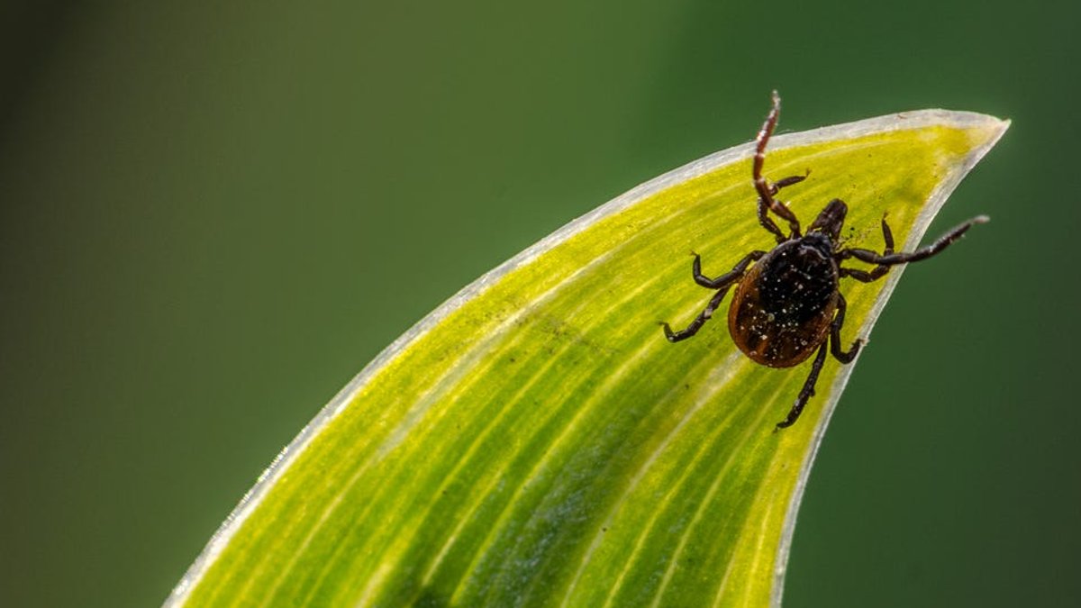 Doctors warn of 7 tickborne illnesses - tickborne illnesses