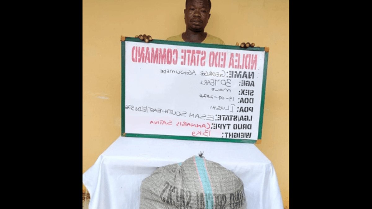 NDLEA seizes 1,359kg cannabis in Edo raid NDLEA seizes 1,359kg cannabis in Edo raid - cannabis seizure