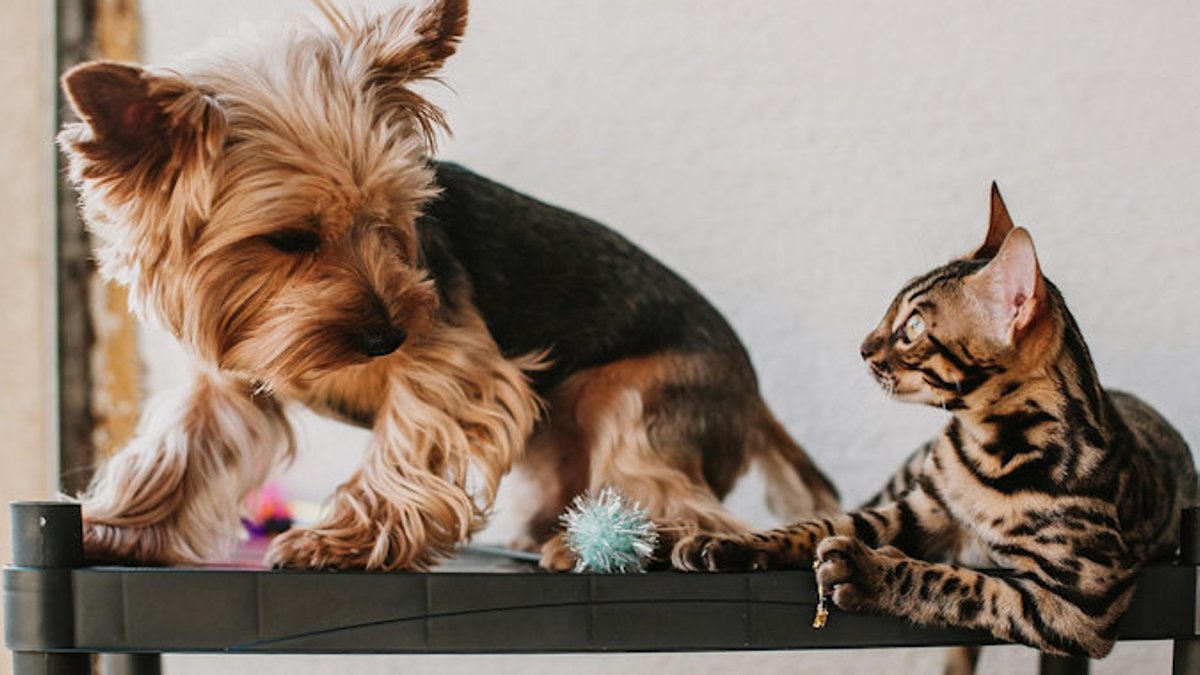 Keep pets happy while you travel - travel pets