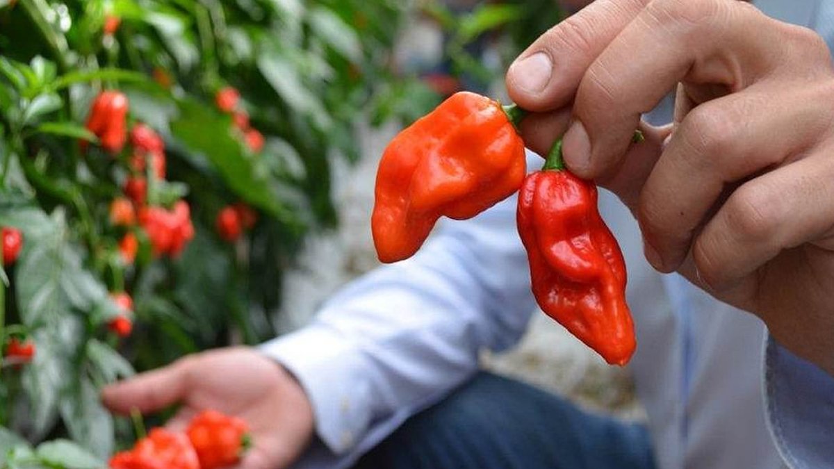 European heatwaves threaten UK food supplies European heatwaves threaten UK food supplies - food supplies
