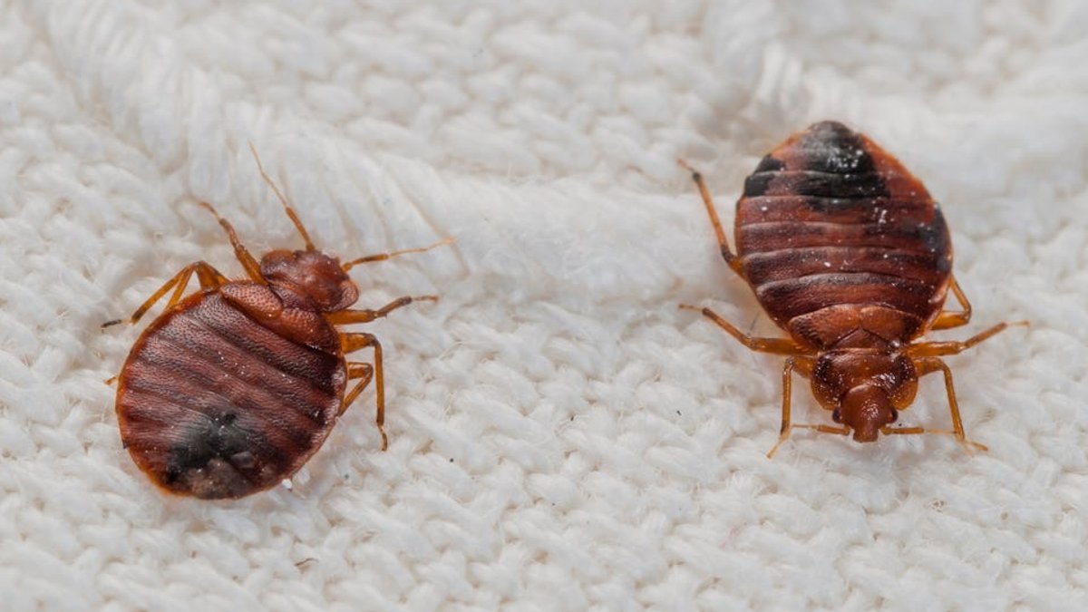 Experts reveal how to get rid of bed bugs - bed bugs