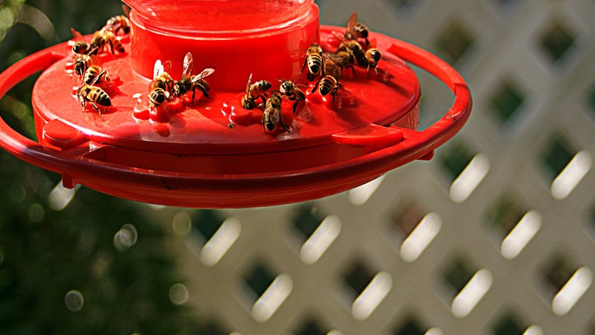 Keeping bees away from hummingbird feeders Keeping bees away from hummingbird feeders - keep bees away