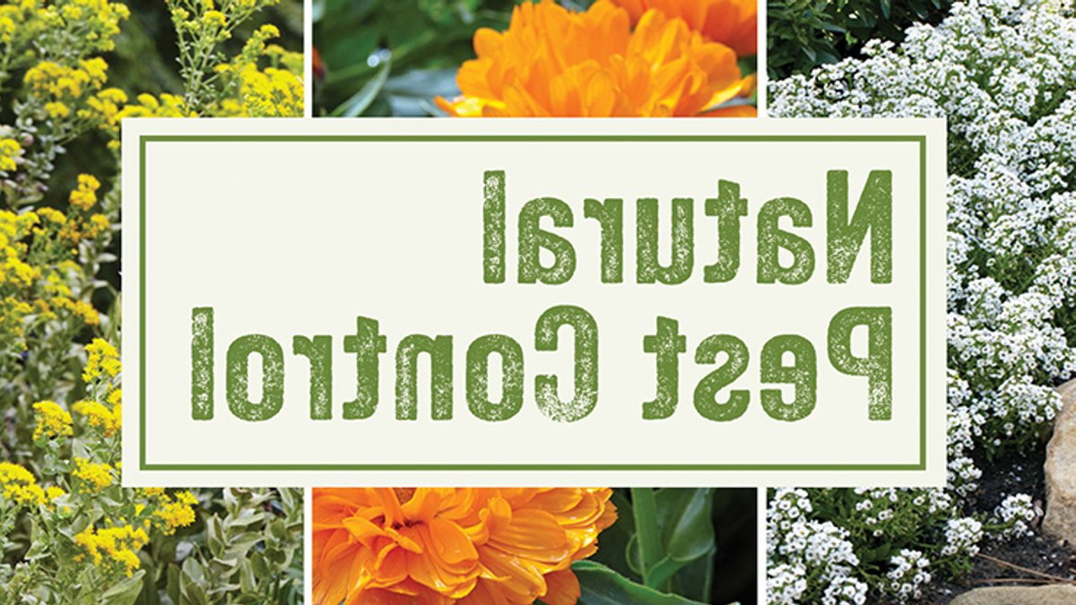 6 Plants That Attract Beneficial Insects for Pest Control 6 Plants That Attract Beneficial Insects for Pest Control - beneficial insects