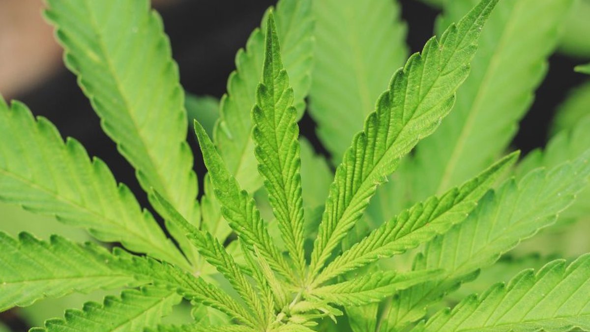 Texas hemp firms sue over THC regulations Texas hemp firms sue over THC regulations - thc regulations