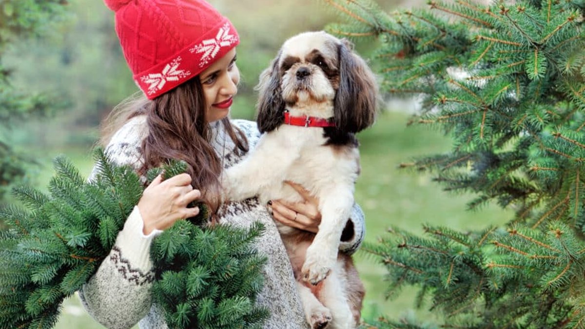 Pet Friendly Hotels And Rentals Expand Globally Pet Friendly Hotels And Rentals Expand Globally - dog collar