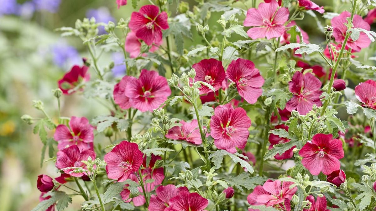 Gardeners debate Chelsea’s top plant pick Gardeners debate Chelsea’s top plant pick - chelsea plant
