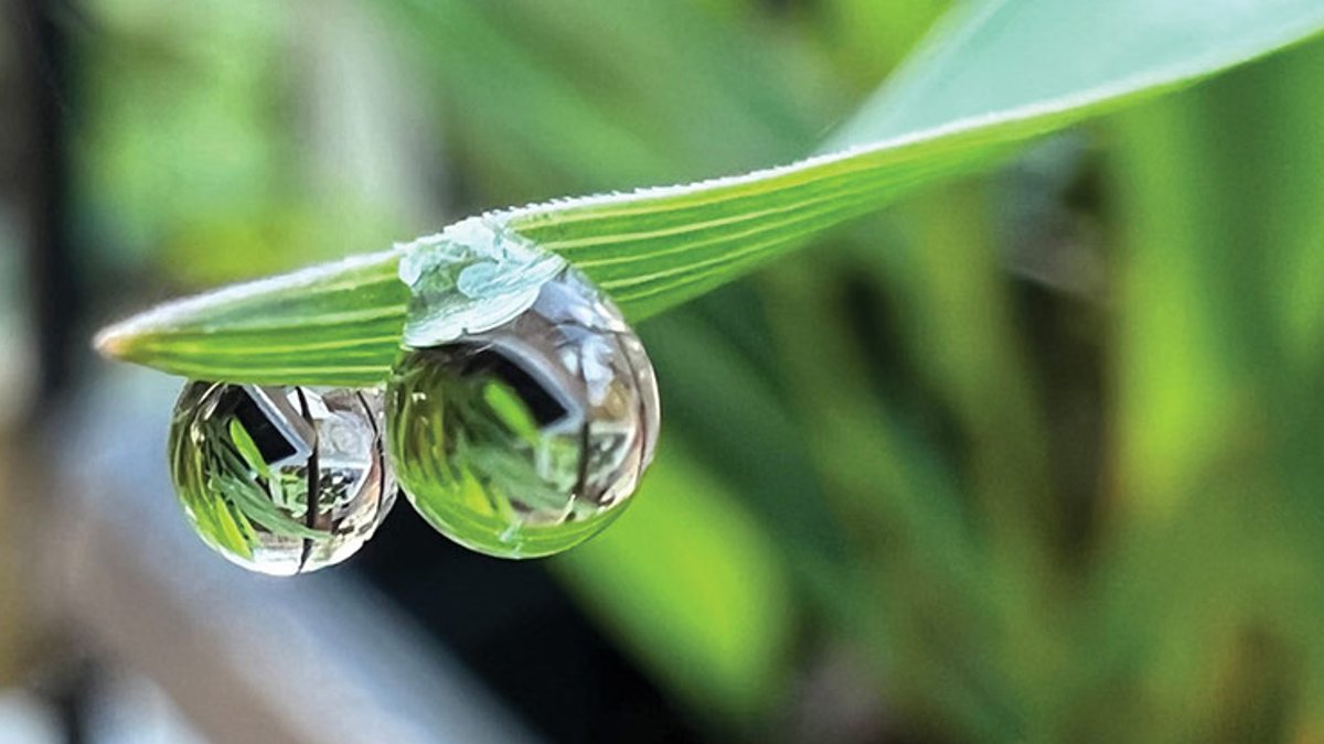 Helping Wildlife in Your Own Backyard - wildlife gardening