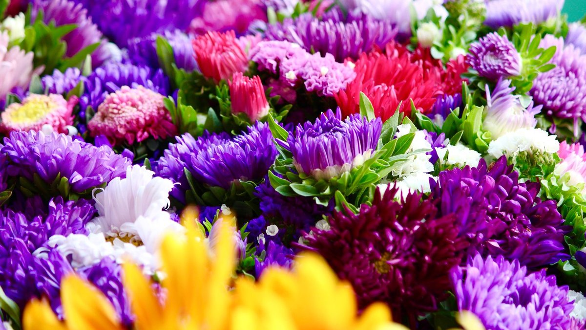 Design Cohesive Cut Flower Garden with Color Palette - cut flower garden