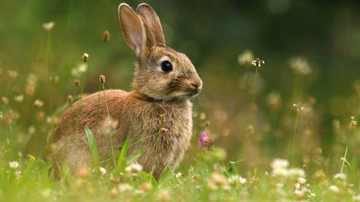 Top dreamy gardens for relaxing spring walks over Easter