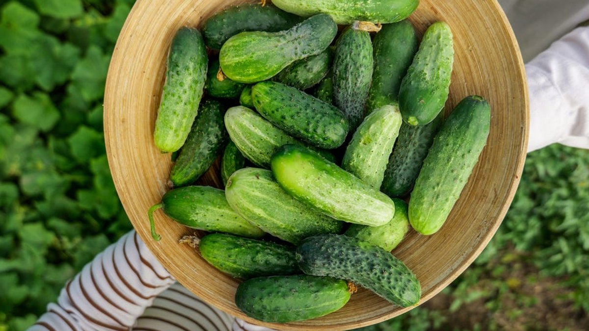 Cucumber Countdown Twelve Fresh Ideas to Save Them - cucumber preservation