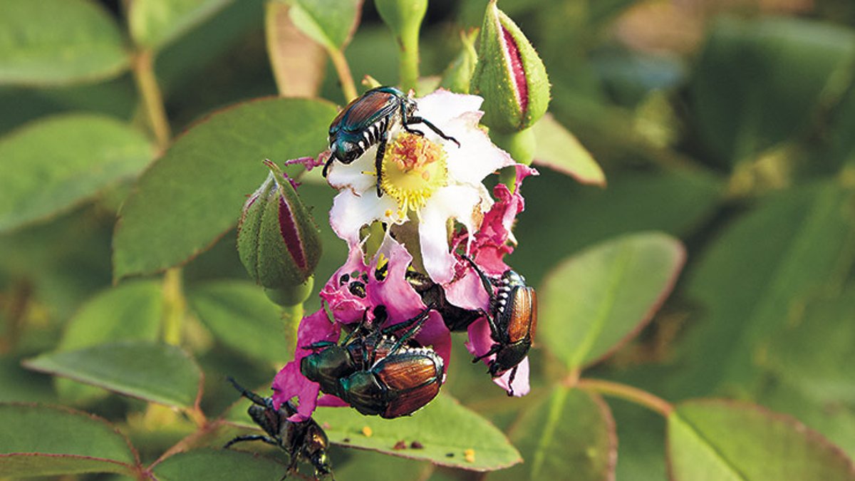 Garden Pest Control Using Integrated Pest Management Garden Pest Control Using Integrated Pest Management - garden pest control
