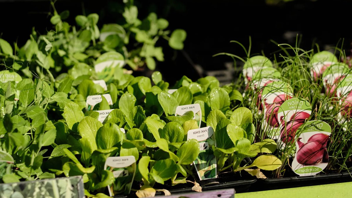 Plant Now for a Cool Season Bounty Plant Now for a Cool Season Bounty - cool season