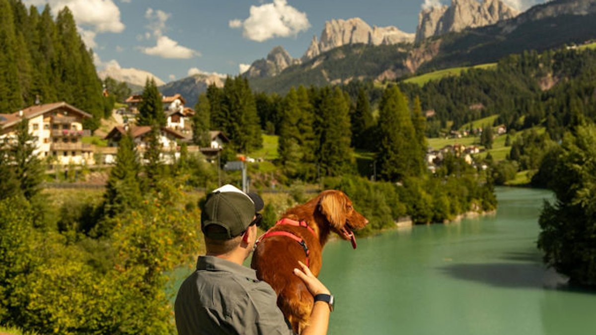 Essential Gear for Traveling With Your Dog Essential Gear for Traveling With Your Dog - travel gear for dogs