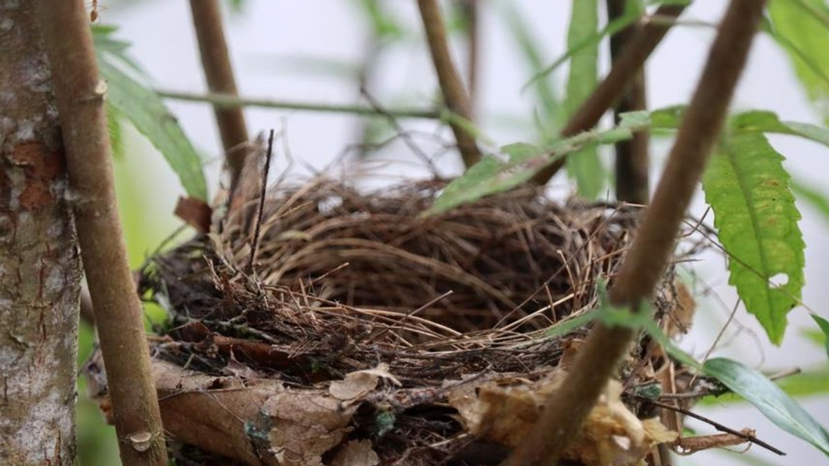 Nest Enters Venture Capital Market with Big Plans Nest Enters Venture Capital Market with Big Plans - venture capital