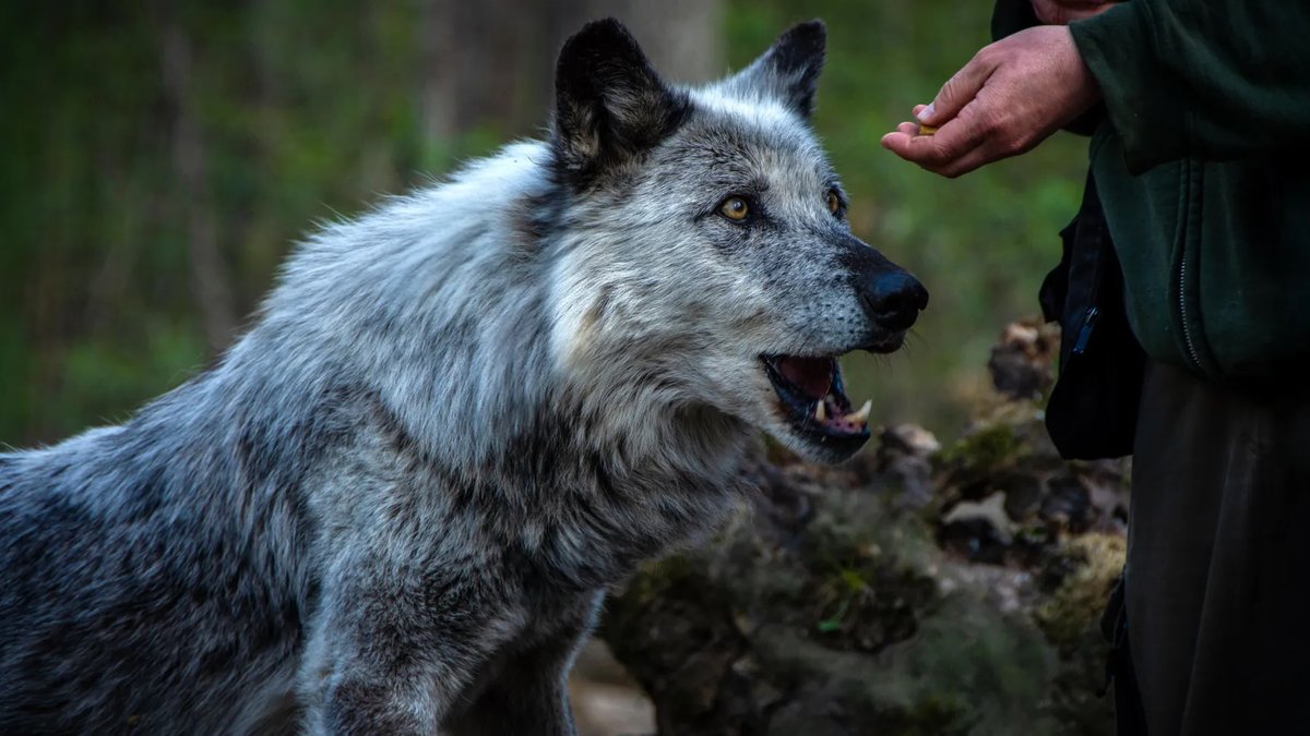 Humans and dogs have evolved together for 15,000 years - dogs evolved together