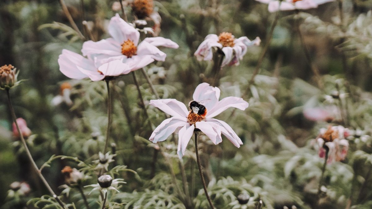 Luciano's Garden Blends Geometry With Wild Beauty Luciano's Garden Blends Geometry With Wild Beauty - garden design