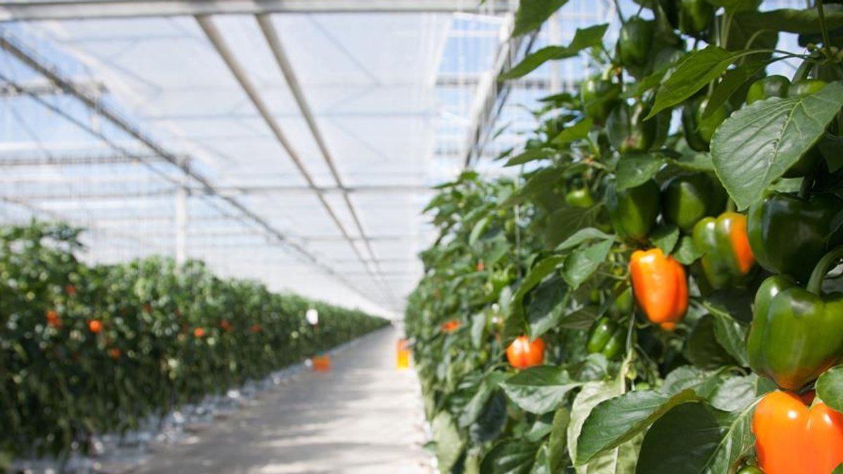 UK urged to grow more homegrown produce - homegrown produce