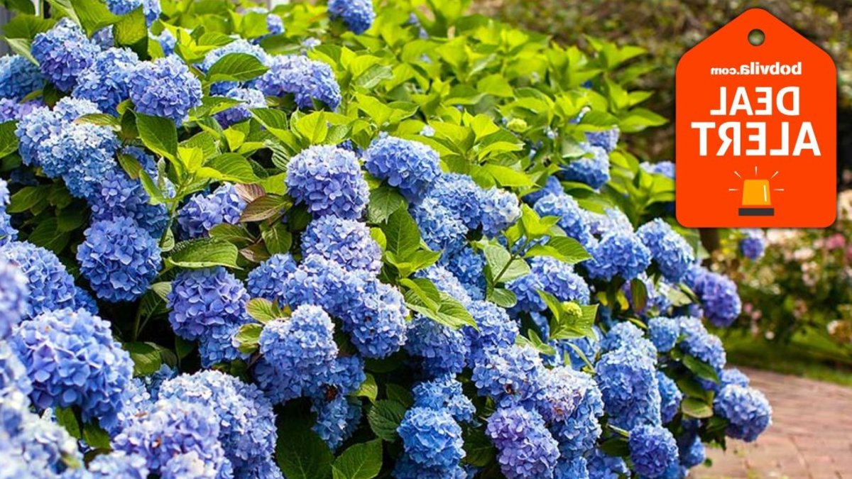 Fast Growing Trees offers free trees and shrubs Fast Growing Trees offers free trees and shrubs - free trees