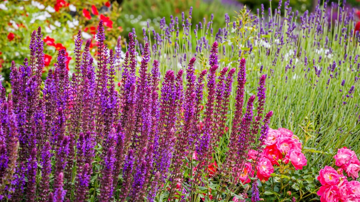 August wildlife gardening tasks to try now