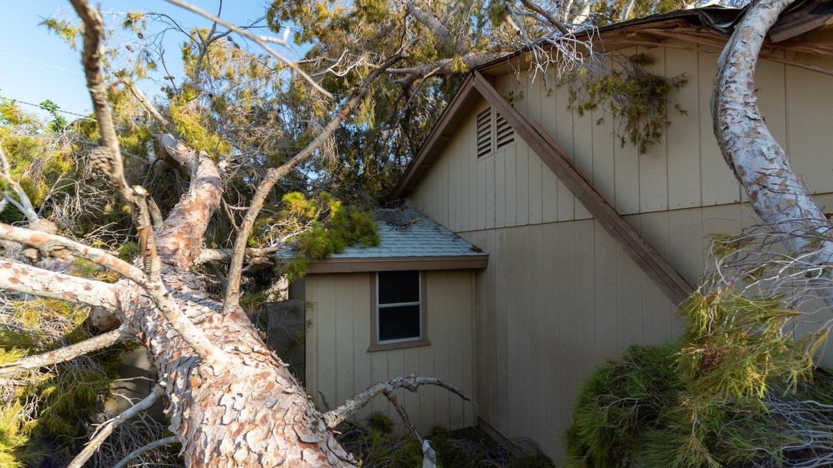 Tree Falls on Home What to Do Tree Falls on Home What to Do - tree falls