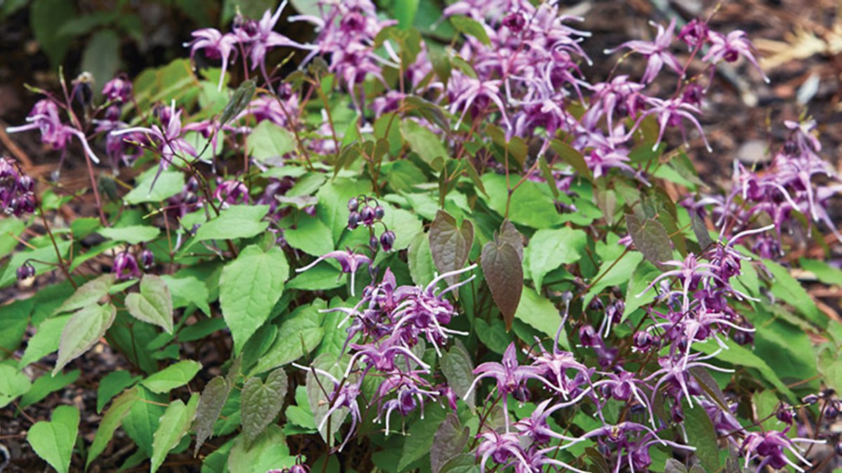 Tough deer resistant Epimedium thrives in shade Tough deer resistant Epimedium thrives in shade - deer resistant epimedium