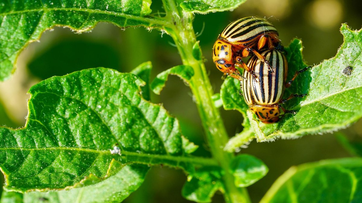 Beetle study aims to save threatened forests - beetle study