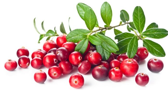 Làm thế nào quả Nam việt quất có thể cải thiện trí nhớ, tăng cường chức năng não và ngăn ngừa chứng mất trí nhớ.