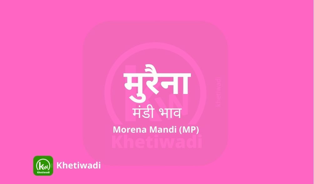 Morena Mandi - मुरैना मंडी मंडी भाव 07-08-2025