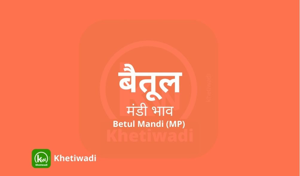 Betul Mandi - बैतूल मंडी मंडी भाव 02-11-2023