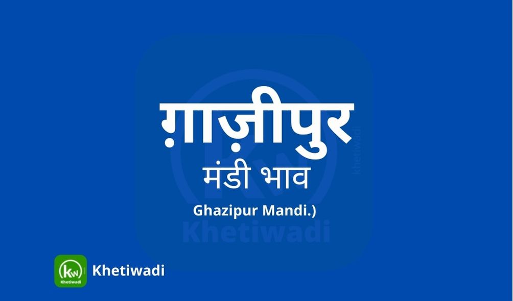 Ghazipur Mandi - ग़ाज़ीपुर  मंडी मंडी भाव 21-11-2023